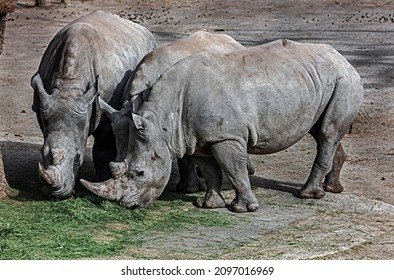 Three African Rhinoceroses Eating Hay Latin Stock Photo 2097016969 ...