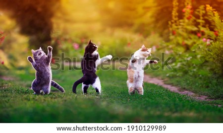 three agile cats in the summer in a sunny meadow they play on the green grass and stand funny dancing on their hind legs on the grass