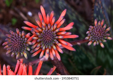 Three aloe vera flowers, cactus flower isolated. Beautiful and exotic plant flowers, top view. Tubular aloe flowers in yellow, orange, magenta, pink and red colors. Natural texture. Organic background