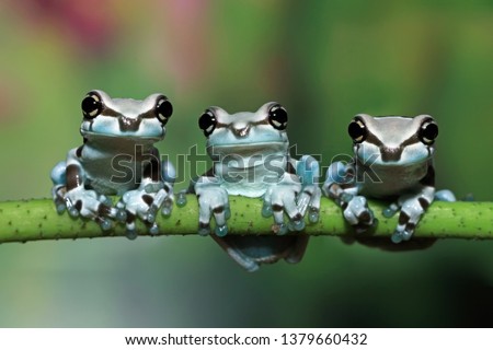 Three amazon milk frog on branch, Panda Bear Tree Frog closeup on branch