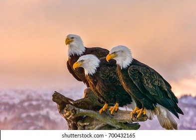 three American bald eagles perch on tree snag  against background of Alaskan Kenai mountains and Cook Inlet with late afternoon warm sun