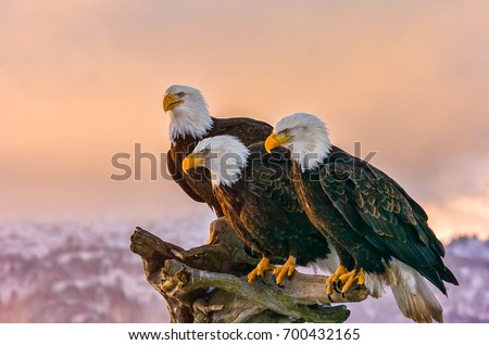 three American bald eagles perch on tree snag  against background of Alaskan Kenai mountains and Cook Inlet with late afternoon warm sun