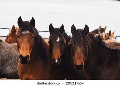 The Three Amigos