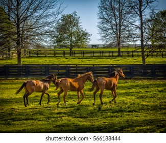 Three Amigos