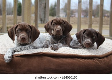 pointer dog puppies
