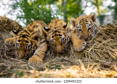 Three Amur Tiger Cub Lie On Straw