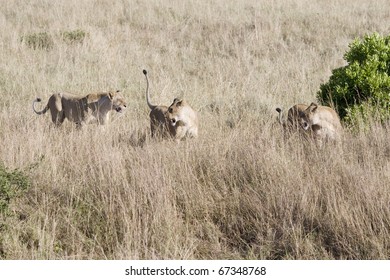 Three Angry Lioness Snarl At An Unwanted Male's Advances In The Masai Mara.