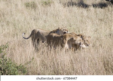 Three Angry Lioness Snarl At An Unwanted Male's Advances In The Masai Mara.