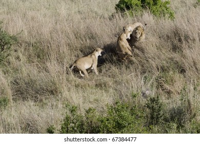 Three Angry Lioness Snarl At An Unwanted Male's Advances In The Masai Mara.