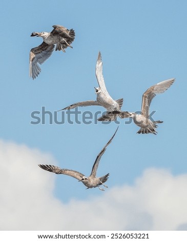 Three angry seagull chasing a gull that is flying with a clam in its beak against a blue sky and white clouds on a summer day. 