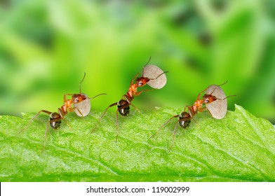 Three Ants Are Carrying Food.