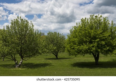 Three Apple Trees In Spring, Hudson Valley 