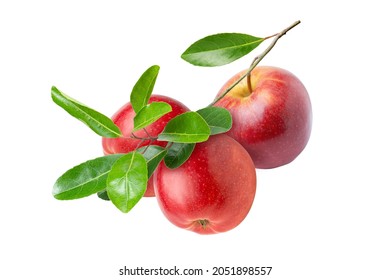 Three apples on branch isolated on white background. - Shutterstock ID 2051898557