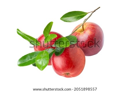 Three apples on branch isolated on white background.