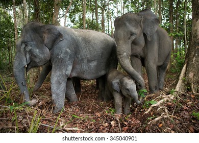 Three Asian Elephants In The Jungle. Indonesia. Sumatra. 