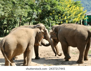 Three Asian elephants playing together