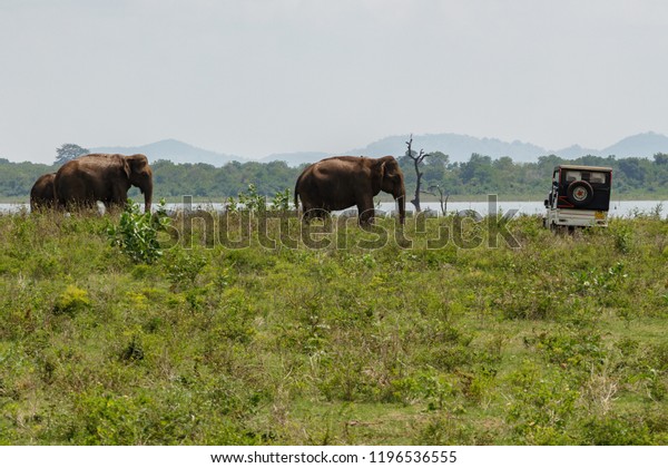 Three\
Asian elephants standing in front of the safari car next to the\
lake in Udawalawe national park in Sri Lanka,\
Asia.