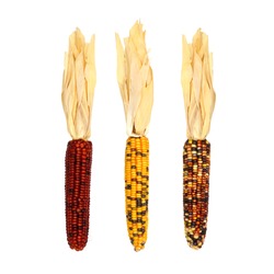 Three Assorted Autumn Dried Corn Husks Isolated On A White Background