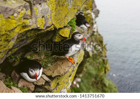 Three Atlantic puffins. Sea birds standing on a cliff in nature on the Latrabjarg cliffs in West Fjords, Iceland.