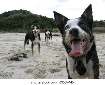 Short Haired Collie Puppy Images Stock Photos Vectors