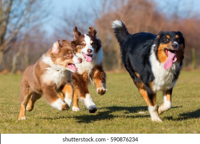 Three Australians Shepherds, One Puppy And Two Adults, Running On The Meadow