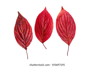 Three Autumn Red Leaves Isolated On White Background