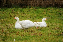 Three Aylesbury White Ducks, One Sitting, One Standing, One Feeding, Space For Text, Shallow Depth Of Field Image, Not All Ducks In Focus