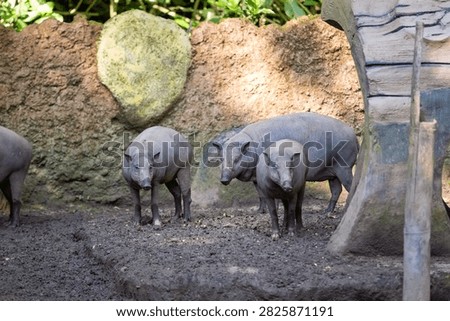 Three babirusas stand together on muddy ground in a shaded zoo enclosure, viewed from the front against a textured rock wall and artificial tree structure in soft daylight.
