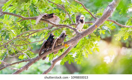 Three Baby Asian Koel Is A Brood Parasite That Ask To Feeding From Black-collared Starling