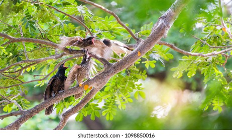 Three Baby Asian Koel Is A Brood Parasite That Ask To Feeding From Black-collared Starling