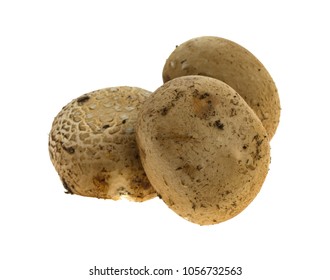 Three Baby Bella Mushrooms Isolated On A White Background.