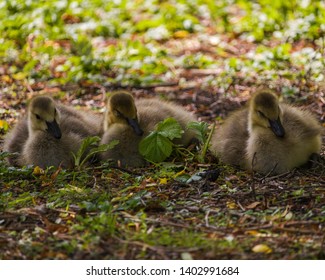 Three Baby Geese Sleeping In The Park Shot At Stanley Park In Vancouver BC Canada