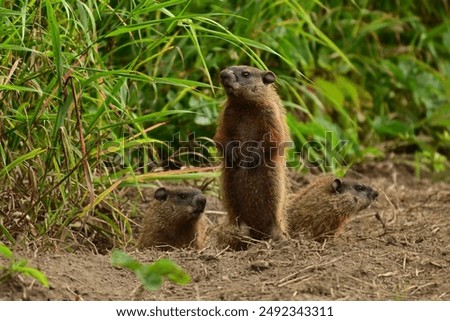 Three baby groundhogs explore the outside of their den along the edge of a wind row of an agriculture field