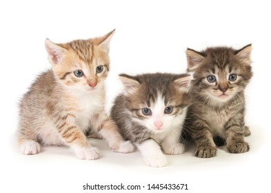 Maine Coon Kittens 8 Weeks Old Stock Photo (Edit Now) 1212828217