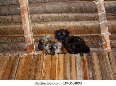 Three Baby Lemurs Huddled Between The Wall And Roof Of A Log Cabin And Palm Fronds In Nosy Komba. Group Of Black Lemurs, Two Females And One Male, With Round Orange Eyes. Babies Of Eulemur Macaco.