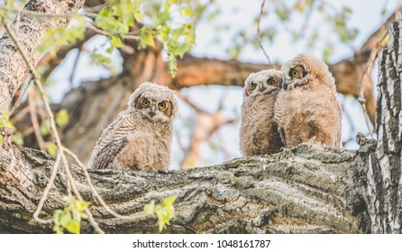 Three baby owls in a tree