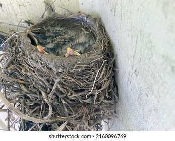 Three Baby Robin Birds In A Nest