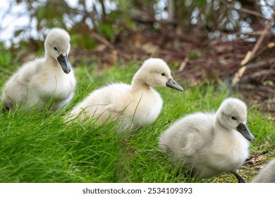 Three baby swan cygnet siblings walking in a row through a grassy area  - Powered by Shutterstock