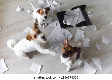 Three Bad Dogs in the middle of mess sitting and looking up on their owner. One dog points to other with his paw. - Shutterstock ID 1166878528