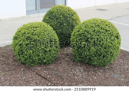 Three balls of  Buxus Sempervirens