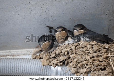 Three Barn Swallow Chicks Waiting in Nest