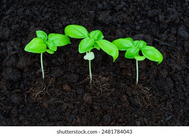 Three basil seedlings emerging from dark fertile soil in a row. Investment strategy and financial growth concept.