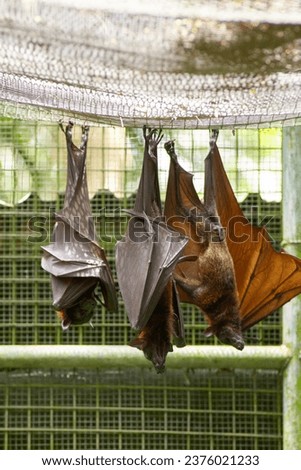 Three Bat in a cage, Malaysia National Zoo. Taken with 70-200mm lens.