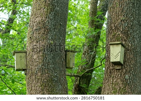 Three bat roosting boxes on trunks of mature oak trees in broadleaf woodland, fitted with hinged inspection panels and bottom entry slots