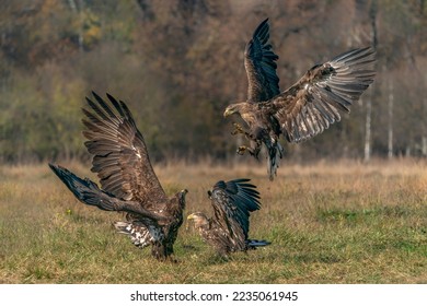 Three battling White tailed eagles (Haliaeetus albicilla) Poland, europe. Fighting eagles. National Bird Poland.         
