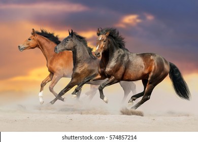 Three bay horse run gallop in desert dust
