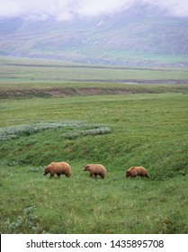 Three Bears In Denali National Park, Alaska