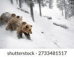 Three bears move through deep snow in a forest. The ground is covered in white snow, and trees stand tall around them. It appears to be wintertime with cold weather.