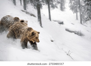 Three bears move through deep snow in a forest. The ground is covered in white snow, and trees stand tall around them. It appears to be wintertime with cold weather.