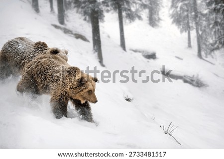 Three bears move through deep snow in a forest. The ground is covered in white snow, and trees stand tall around them. It appears to be wintertime with cold weather.